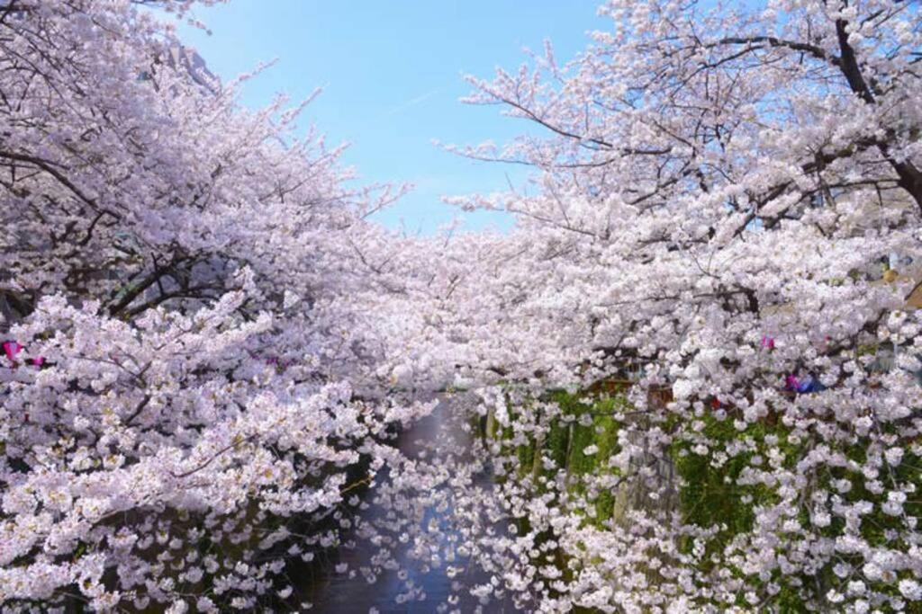 Tokyo'S Best Spot Shibuya! 3Person Room Free Wi-Fi Extérieur photo